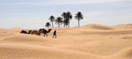 Douz Sahara Desert group of camels