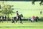 S28 - Nursery Stakes Working Hunter Pony portfolio