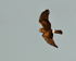 Hen Harrier in flight at Otmoor RSPB