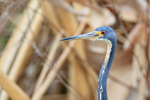 Tricolored Heron portrait, Harns Marsh, Florida