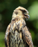 Snail Kite (immature) close-up, Panama