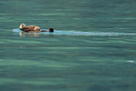 Sea Otter with sleeping kit on front, Harriman Fiord, Alaska