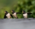 Juv Swallows