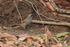 Greyish Baywing on the ground, Porto Jofre, Brazil