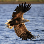 White-tailed Sea-Eagle & fish, wings spread, Norway