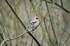 Brambling
