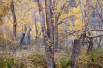 Cottonwood Bosque