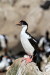 Imperial Shag standing on rock, Carcass Island, Falklands