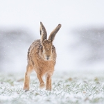 1st - Liz Wallis - Brown hare in the snow