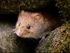 Bank Vole (04)