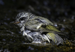 Golden-crowned Kinglet, juvenile