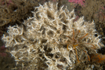 Salmacina dysteri