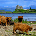 PS076 Highland Cattle and Duart Castle