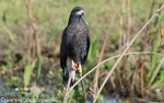 Great black hawk