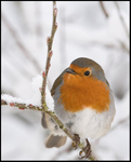 Robin