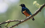 Splendid starling