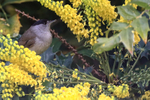 Blackcap (male) perched in mahonia bush, Oxfordshire, UK