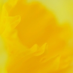 Daffodil