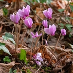 Ivy-leaved cyclamen, Sowbread (Cyclamen hederifolium)