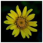Flowers - Studio Series-9