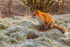 fox vulpes vulpes-0553