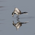 White Wagtail (Motacilla alba) M