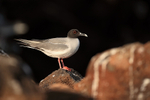 Swallow-tailed Gull portfolio
