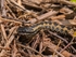 Adder
