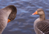Greylag Goose