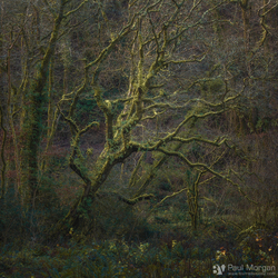 Treelight