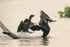 Neotropic Cormorants fighting over fish, Pantanal, Brazil