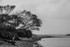 Bramble Bush Bay Shoreline