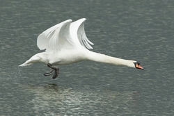 Swan in Flight