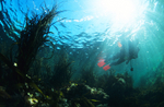 Diver at surface
