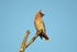 Waxwing