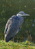 Heron
