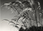 Pampus Grass in Black and White