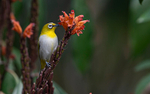 Oriental white-eye