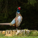 Pheasant