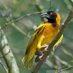 Village Weaver Bird