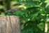 Red-winged Blackbird (female), Minnesota, USA