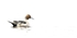 High Key Pintail