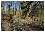 2 Snowdrops, Givendale