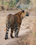 Tiger hesitates and looks, Bandhavgarh Reserve, Madhya Pradesh, India