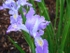 iris tears