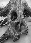 1589 - Skull Stump