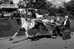 Appleby 022