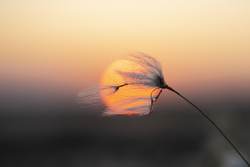 Bog Cotton