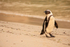 African Penguin on Boulders Beach, South Africa