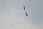 White Storks